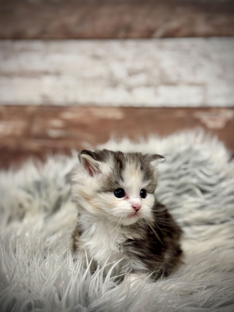 Bella Maine Coons is TICA, CFA, and WCF Certified European Maine Coon Breeder; Ethical and Responsible Breeding