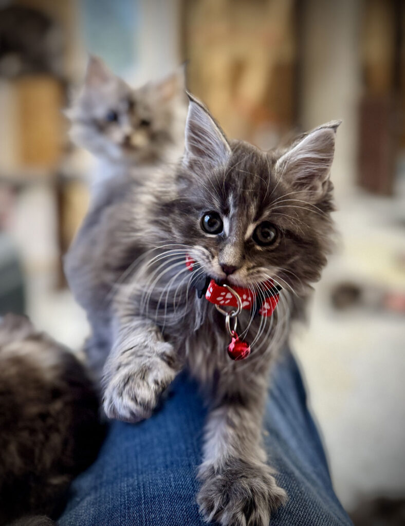 European-Maine-Coon-Kittens---Johnson-Creek,-WI-Breeder-03