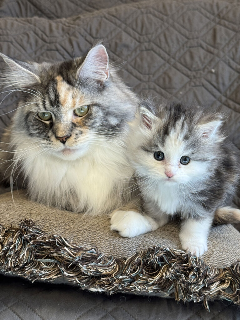 European-Maine-Coon-Kittens---Johnson-Creek,-WI-Breeder-41
