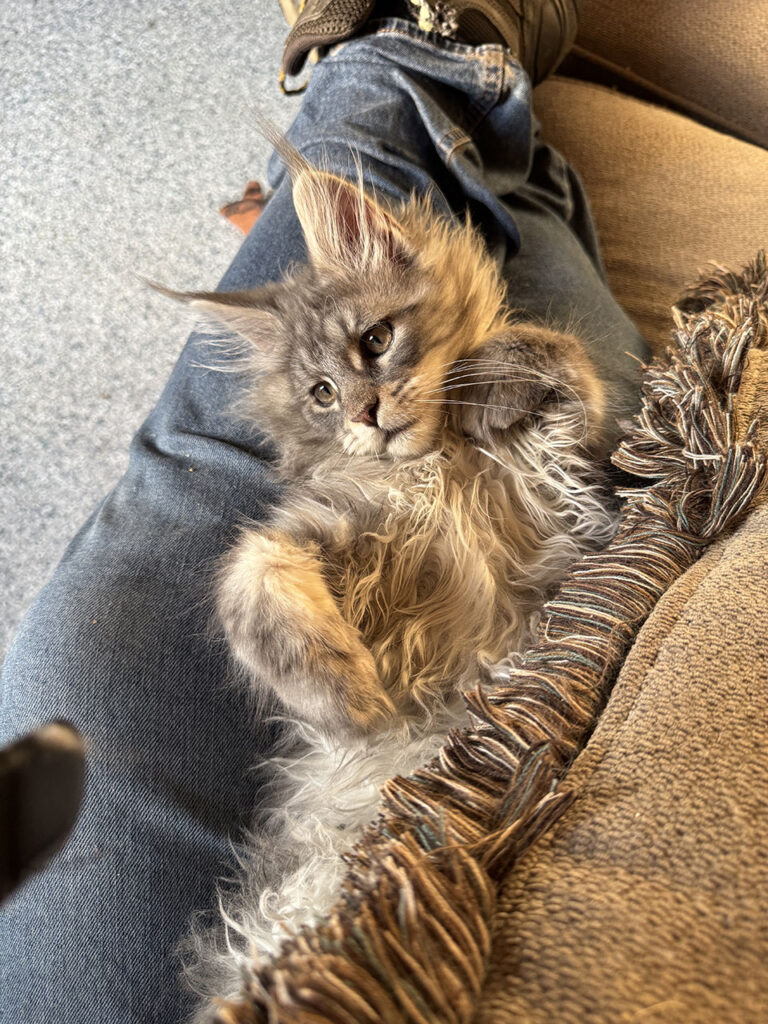 European-Maine-Coon-Kittens---Johnson-Creek,-WI-Breeder-64