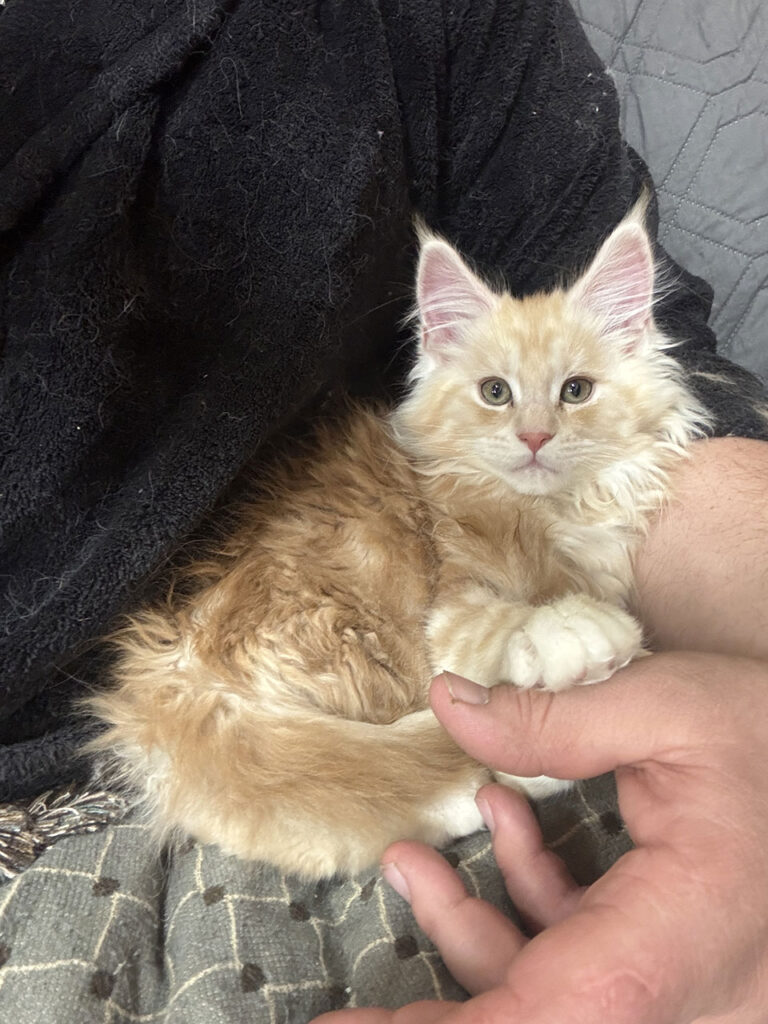 European-Maine-Coon-Kittens---Johnson-Creek,-WI-Breeder-69