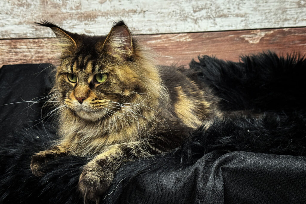 Cheyennes Maine Coon Litter
